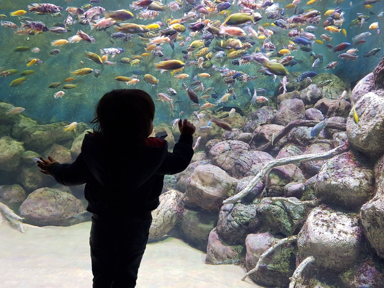 A Toddler stands in front of an aquarium, fascinated.